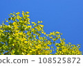 Ginkgo biloba in the blue sky 108525872