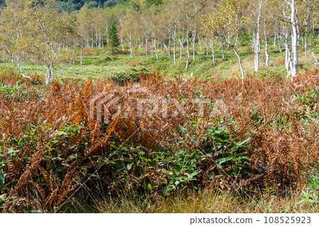 Autumn leaves of white birch forest Autumn leaves of white birch forest 108525923