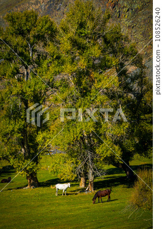 High angle view of horses grazing on grassy field in lush green forest at Altai, Russia High angle view of horses grazing on grassy field in lush green forest at Altai, Russia 108526240