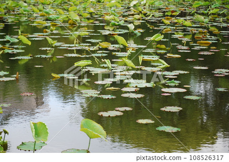 Lotus leaf 108526317