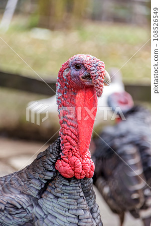 生物[火雞的外觀] 108526549
