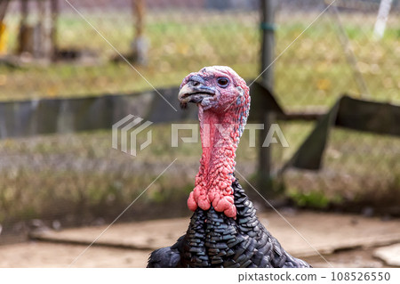 生物[火雞的外觀] 108526550