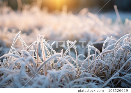 Frozen green grass, grass covered with frost in winter. Frozen green grass, grass covered with frost in winter. 108526629