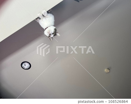 Cat  108526864