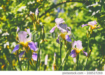 Charming delicate yellow lilac Iris Bearded flower in city green park Charming delicate yellow lilac Iris Bearded flower in city green park 108527269
