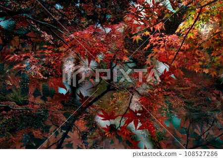 Momiji who changed leaves Momiji who changed leaves 108527286