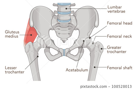 gluteus medius, hip joint, femur, pelvis, muscle, illustration gluteus medius, hip joint, femur, pelvis, muscle, illustration 108528013