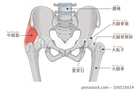 gluteus medius, hip joint, femur, pelvis, muscle, illustration 108528014