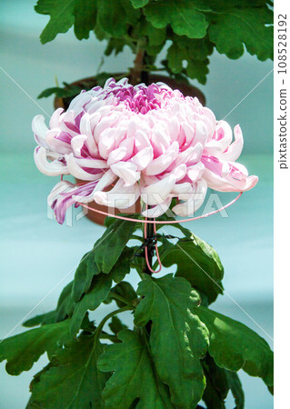 Chrysanthemums (pink) at the chrysanthemum exhibition Chrysanthemums (pink) at the chrysanthemum exhibition 108528192