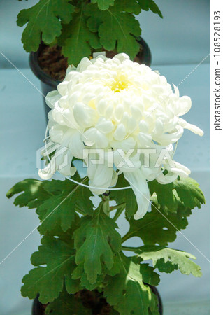 菊花展上的菊花（白） 108528193