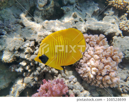 Bluecheek butterflyfish, Chaetodon semilarvatus 108528699