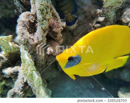 Bluecheek butterflyfish, Chaetodon semilarvatus Bluecheek butterflyfish, Chaetodon semilarvatus 108528703