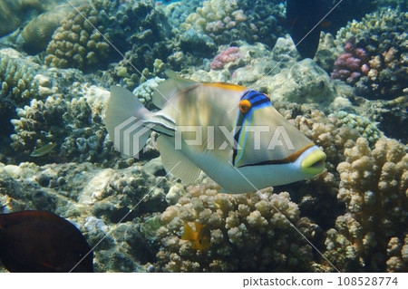 Picasso Triggerfish Picasso Triggerfish 108528774