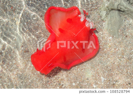 Juvenile Spanish Dancer (Hexabranchus sanguineus) Juvenile Spanish Dancer (Hexabranchus sanguineus) 108528794