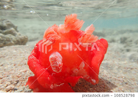 Juvenile Spanish Dancer (Hexabranchus sanguineus) Juvenile Spanish Dancer (Hexabranchus sanguineus) 108528798