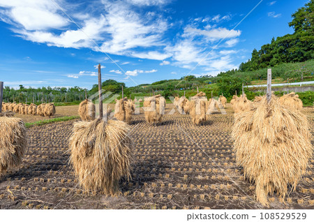 [Rice field/Rice farming] Harvest in autumn. Sun drying after rice harvesting in Tsugaru 108529529