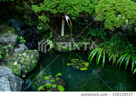 Pond in a Japanese garden with deep greenery Pond in a Japanese garden with deep greenery 108529537