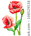 Watercolor hand draw red poppies flower 108529538