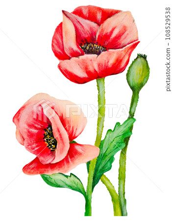 Watercolor hand draw red poppies flower Watercolor hand draw red poppies flower 108529538