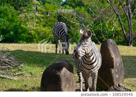 A landscape with zebras A landscape with zebras 108529548