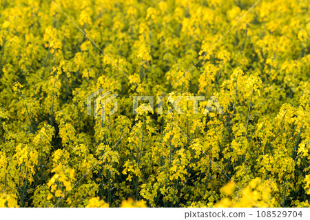 field of rapeseed 108529704