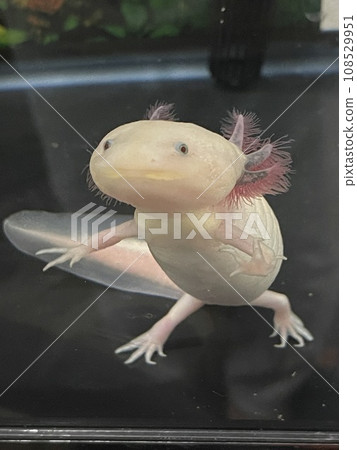Axolotl in a hurry Axolotl in a hurry 108529951