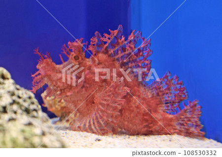 波洛石斑魚 波洛石斑魚 108530332