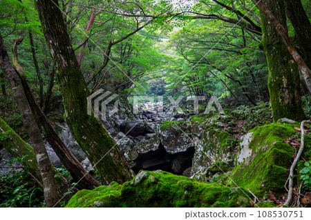 This is a beautiful scenery of Hallasan Valley in Jeju Island, a famous tourist destination in Korea. 108530751