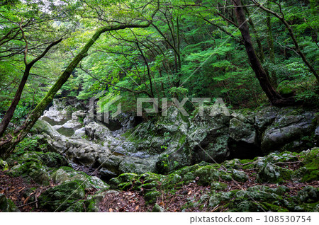 This is a beautiful scenery of Hallasan Valley in Jeju Island, a famous tourist destination in Korea. 108530754