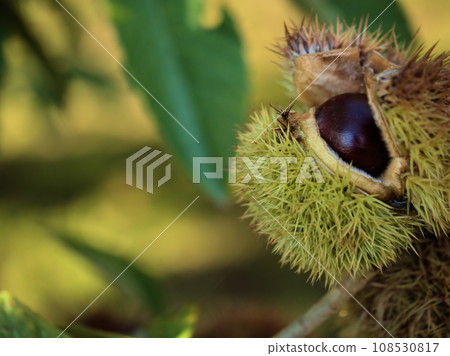 十月栗子成熟了 十月栗子成熟了 108530817