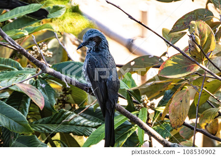 Brown-eared bulbulous on branches of trees 108530902