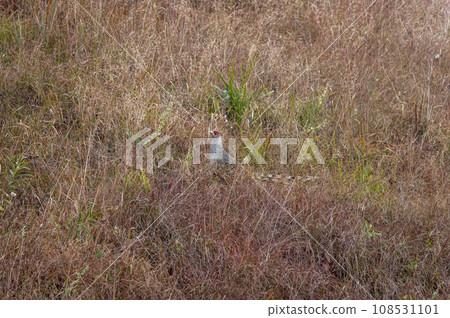 cheer pheasant or Catreus wallichii or Wallichs pheasant bird in winter migration camouflage in grassy steep natural habitat at foothills of himalaya manila forest uttarakhand india asia 108531101