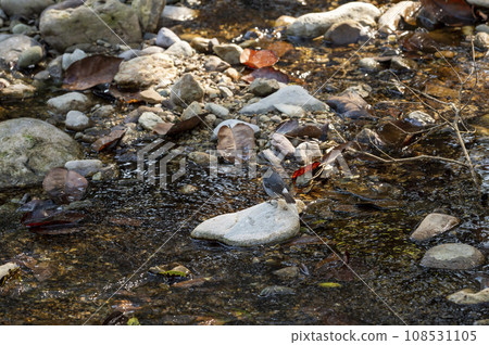 Plumbeous water redstart or Rhyacornis fuliginosa bird perched on rock camouflage in ramganga river stream at dhikala forest jim corbett national park uttarakhand india asia 108531105