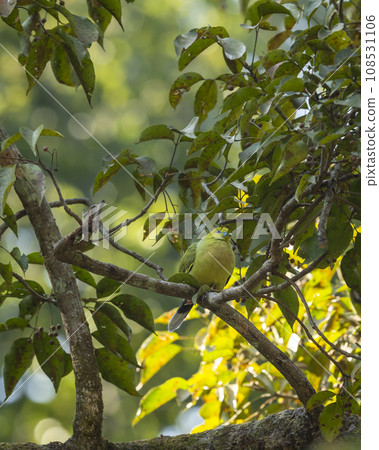 pin tailed green pigeon or Treron apicauda on tree in natural scenic green background during winter season at dhikala jim corbett national park forest tiger reserve uttarakhand india asia 108531106