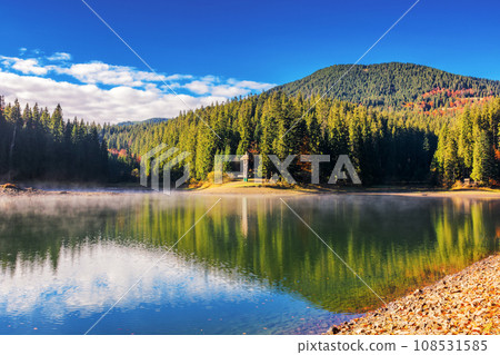 spruce forest reflection on the surface of a synevyr lake, ukraine. mist above the water on a sunny day. mountainous landscape in autumn 108531585