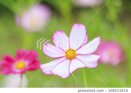 Umamikyuryo Park Cosmos and dahlias in full bloom and autumn flowers Umamikyuryo Park Cosmos and dahlias in full bloom and autumn flowers 108531618
