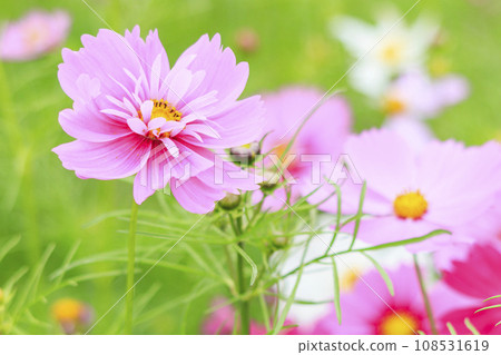 Umamikyuryo Park Cosmos and dahlias in full bloom and autumn flowers Umamikyuryo Park Cosmos and dahlias in full bloom and autumn flowers 108531619