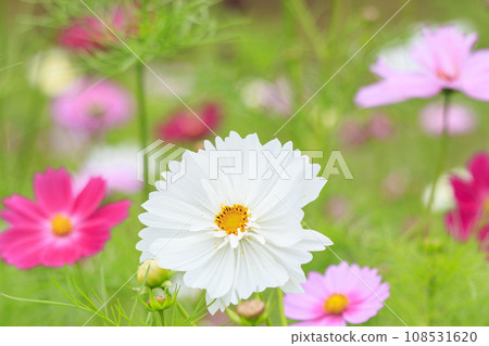 Umamikyuryo Park Cosmos and dahlias in full bloom and autumn flowers Umamikyuryo Park Cosmos and dahlias in full bloom and autumn flowers 108531620
