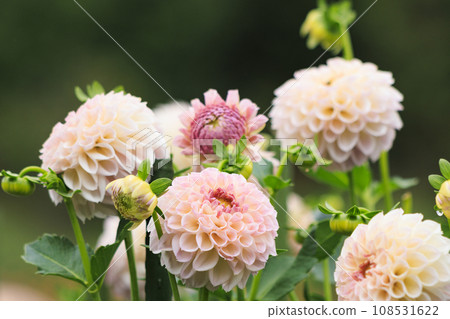 Umamikyuryo Park Cosmos and dahlias in full bloom and autumn flowers Umamikyuryo Park Cosmos and dahlias in full bloom and autumn flowers 108531622