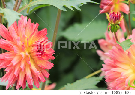 Umamikyuryo Park Cosmos and dahlias in full bloom and autumn flowers 108531623