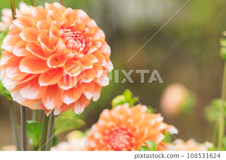Umamikyuryo Park Cosmos and dahlias in full bloom and autumn flowers Umamikyuryo Park Cosmos and dahlias in full bloom and autumn flowers 108531624