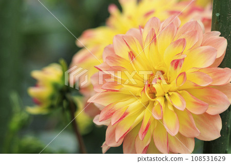 Umamikyuryo Park Cosmos and dahlias in full bloom and autumn flowers 108531629