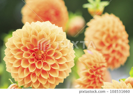 Umamikyuryo公園 波斯菊和大麗花盛開，秋天的花朵 108531660