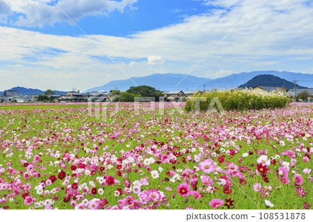 藤原宮遺址盛開 108531878