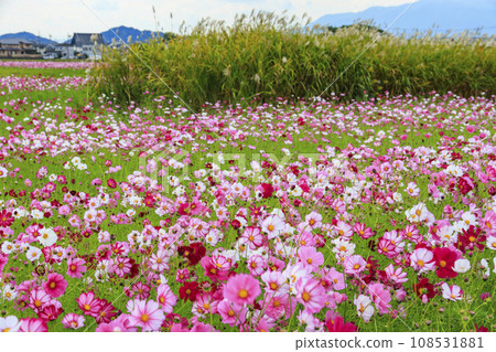 藤原宮遺址盛開 108531881