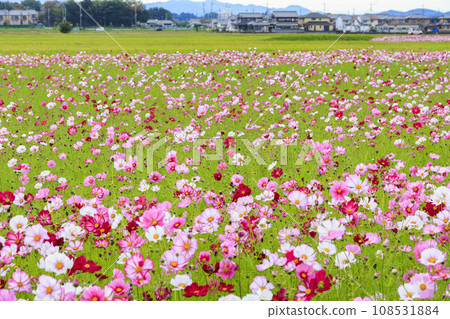藤原宮遺址盛開 108531884