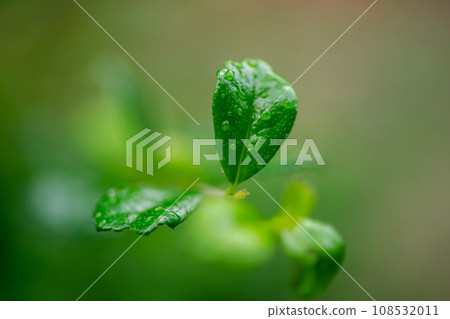 Green leaf with bubble drop water on leaves dark blurred background, Green leaf with bubble drop water on leaves dark blurred background, 108532011