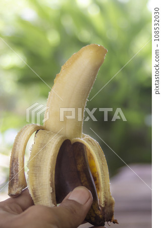 Rotten banana with hand holding on blurred bokeh nature Rotten banana with hand holding on blurred bokeh nature 108532030