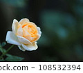 Yellow rose 108532394