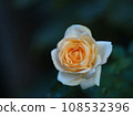 Yellow rose 108532396